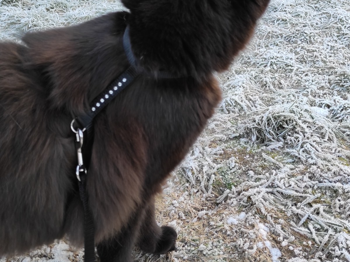 Zimní procházka/ Winter&nbsp;wander