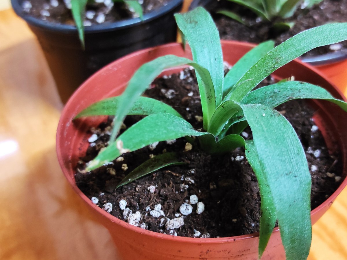 Jaro se blíží/Spring is&nbsp;coming