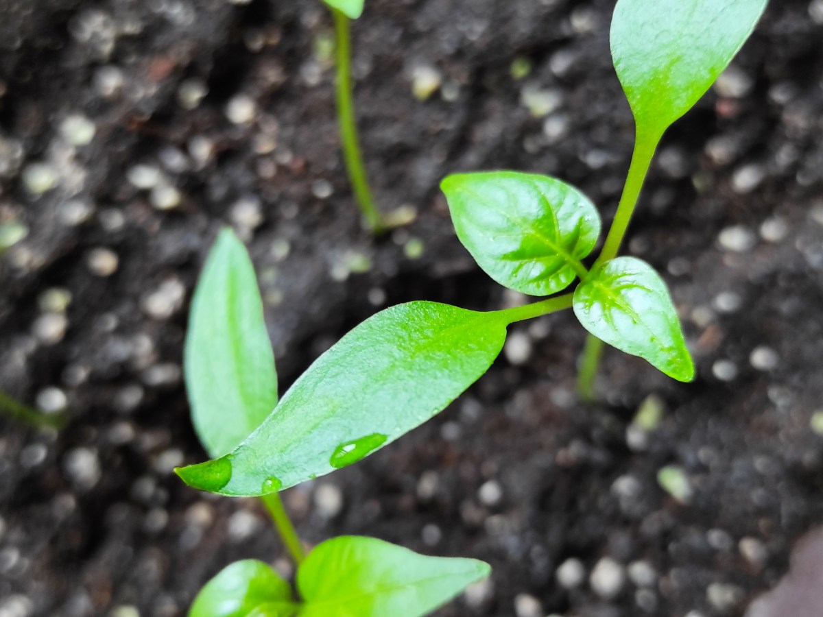 Papriky z mini DIY pařeniště/ Peppers from DIY&nbsp;hotbed
