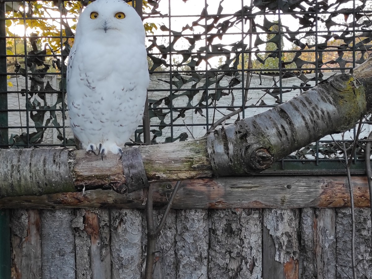 Faunapark Horní Lipová (Autumn trip, day&nbsp;2)