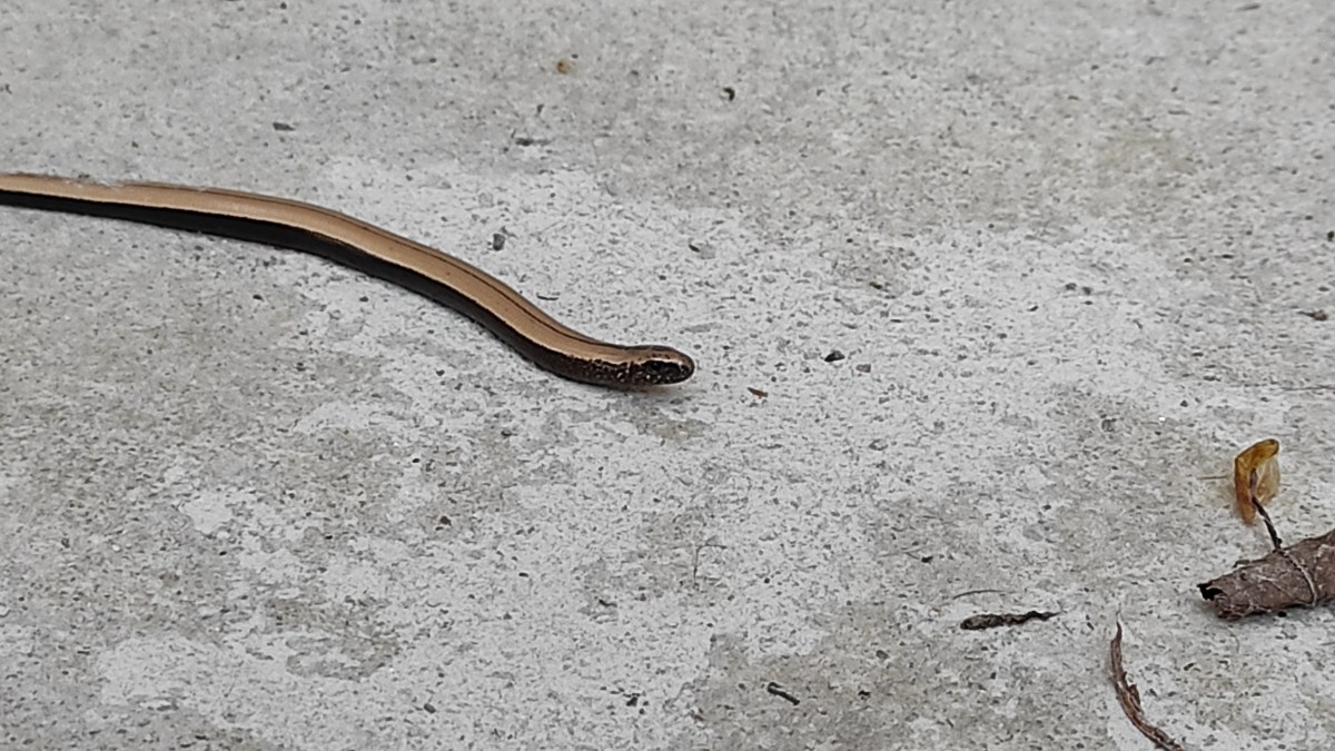 Slepýši na dvoře /                              Slow worms on our&nbsp;yard