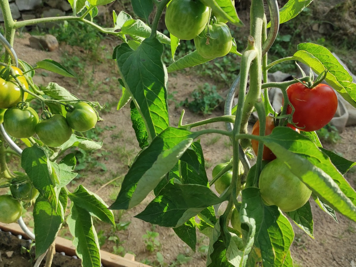 Konec léta na zahradě&nbsp;2023