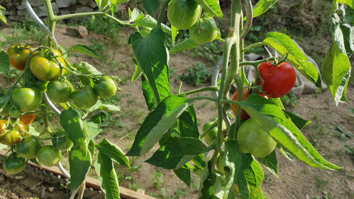 Konec léta na zahradě&nbsp;2023