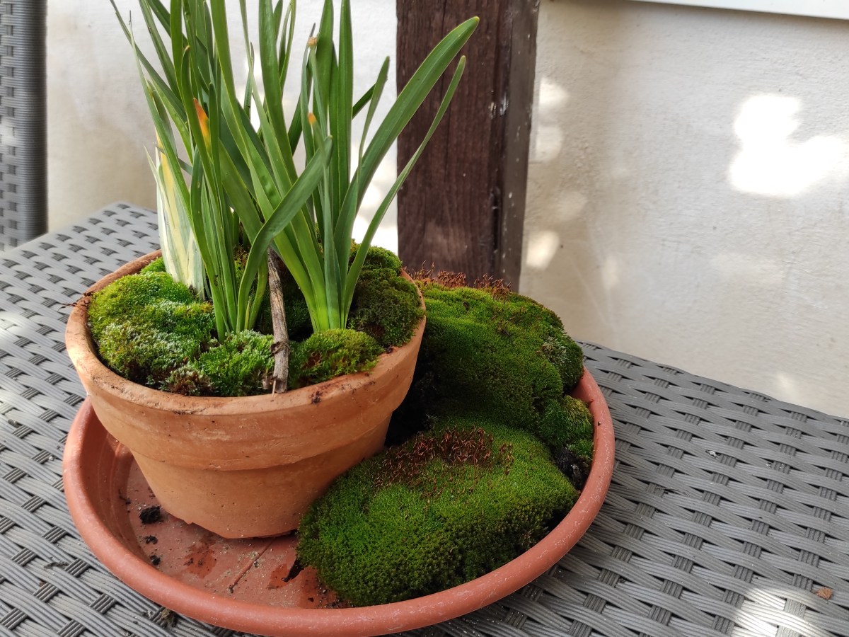 Mechová dekorace/ Moss&nbsp;decoration